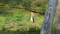 Yala Nationalpark Hambantota 25.05.11 Begeistert zum ersten Mal in Südostasien AIDAstella 076