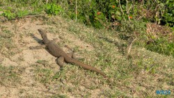 Yala Nationalpark Hambantota 25.05.11 Begeistert zum ersten Mal in Südostasien AIDAstella 077