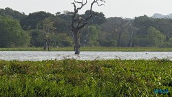 Yala Nationalpark Hambantota 25.05.11 Begeistert zum ersten Mal in Südostasien AIDAstella 078