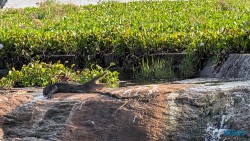 Yala Nationalpark Hambantota 25.05.11 Begeistert zum ersten Mal in Südostasien AIDAstella 079