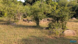Yala Nationalpark Hambantota 25.05.11 Begeistert zum ersten Mal in Südostasien AIDAstella 082