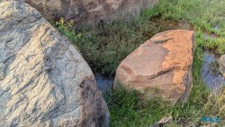 Yala Nationalpark Hambantota 25.05.11 Begeistert zum ersten Mal in Südostasien AIDAstella 083