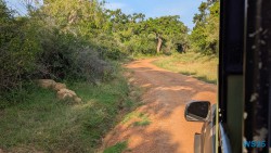 Yala Nationalpark Hambantota 25.05.11 Begeistert zum ersten Mal in Südostasien AIDAstella 084