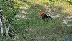 Yala Nationalpark Hambantota 25.05.11 Begeistert zum ersten Mal in Südostasien AIDAstella 086