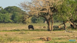Yala Nationalpark Hambantota 25.05.11 Begeistert zum ersten Mal in Südostasien AIDAstella 087