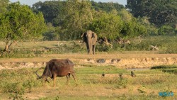 Yala Nationalpark Hambantota 25.05.11 Begeistert zum ersten Mal in Südostasien AIDAstella 088