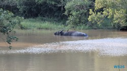 Yala Nationalpark Hambantota 25.05.11 Begeistert zum ersten Mal in Südostasien AIDAstella 089