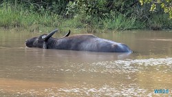 Yala Nationalpark Hambantota 25.05.11 Begeistert zum ersten Mal in Südostasien AIDAstella 090