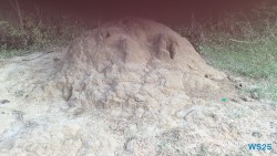 Yala Nationalpark Hambantota 25.05.11 Begeistert zum ersten Mal in Südostasien AIDAstella 091