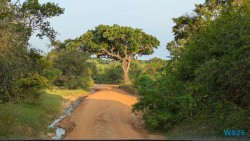 Yala Nationalpark Hambantota 25.05.11 Begeistert zum ersten Mal in Südostasien AIDAstella 092