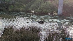 Yala Nationalpark Hambantota 25.05.11 Begeistert zum ersten Mal in Südostasien AIDAstella 093