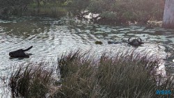 Yala Nationalpark Hambantota 25.05.11 Begeistert zum ersten Mal in Südostasien AIDAstella 094