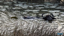 Yala Nationalpark Hambantota 25.05.11 Begeistert zum ersten Mal in Südostasien AIDAstella 095