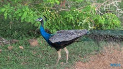 Yala Nationalpark Hambantota 25.05.11 Begeistert zum ersten Mal in Südostasien AIDAstella 096