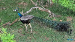 Yala Nationalpark Hambantota 25.05.11 Begeistert zum ersten Mal in Südostasien AIDAstella 097