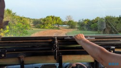 Yala Nationalpark Hambantota 25.05.11 Begeistert zum ersten Mal in Südostasien AIDAstella 098