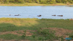 Yala Nationalpark Hambantota 25.05.11 Begeistert zum ersten Mal in Südostasien AIDAstella 099