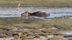 Yala Nationalpark Hambantota 25.05.11 Begeistert zum ersten Mal in Südostasien AIDAstella 101