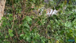 Yala Nationalpark Hambantota 25.05.11 Begeistert zum ersten Mal in Südostasien AIDAstella 102