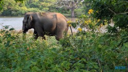Yala Nationalpark Hambantota 25.05.11 Begeistert zum ersten Mal in Südostasien AIDAstella 103