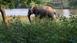 Yala Nationalpark Hambantota 25.05.11 Begeistert zum ersten Mal in Südostasien AIDAstella 104