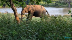 Yala Nationalpark Hambantota 25.05.11 Begeistert zum ersten Mal in Südostasien AIDAstella 105