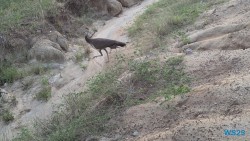 Yala Nationalpark Hambantota 25.05.11 Begeistert zum ersten Mal in Südostasien AIDAstella 106