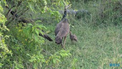 Yala Nationalpark Hambantota 25.05.11 Begeistert zum ersten Mal in Südostasien AIDAstella 107