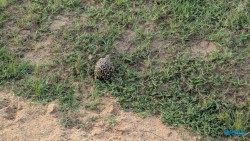 Yala Nationalpark Hambantota 25.05.11 Begeistert zum ersten Mal in Südostasien AIDAstella 108