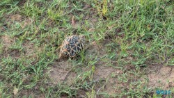 Yala Nationalpark Hambantota 25.05.11 Begeistert zum ersten Mal in Südostasien AIDAstella 109