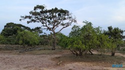 Yala Nationalpark Hambantota 25.05.11 Begeistert zum ersten Mal in Südostasien AIDAstella 110