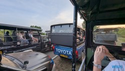 Yala Nationalpark Hambantota 25.05.11 Begeistert zum ersten Mal in Südostasien AIDAstella 111