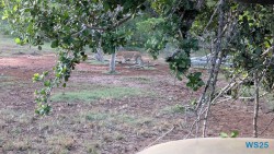 Yala Nationalpark Hambantota 25.05.11 Begeistert zum ersten Mal in Südostasien AIDAstella 112