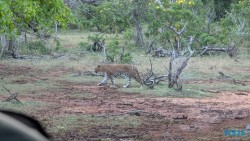 Yala Nationalpark Hambantota 25.05.11 Begeistert zum ersten Mal in Südostasien AIDAstella 113