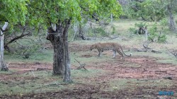Yala Nationalpark Hambantota 25.05.11 Begeistert zum ersten Mal in Südostasien AIDAstella 114
