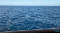 Karibik 25.12.17 Baden und Schnorcheln im kristallklaren Meer AIDAperla 002