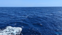 Karibik 24.02.19 Traumhafte Strände und Wale in Mittelamerika und Karibik AIDAluna 007
