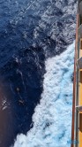 Karibik 24.02.19 Traumhafte Strände und Wale in Mittelamerika und Karibik AIDAluna 009