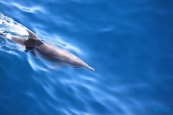 Delfin vor Korfu 17.10.10 - Historische Städte an der Adria Italien, Korfu, Kroatien AIDAblu