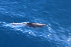 Delfin vor Korfu 17.10.10 - Historische Städte an der Adria Italien, Korfu, Kroatien AIDAblu