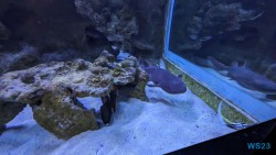 Aquarium de La Réunion Le Port 23.11.30 Katamarane und Traumstrände auf Mauritius Seychellen Madagaskar AIDAblu 032