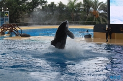 Loro Parque Teneriffa 14.11.07 - Mallorca nach Gran Canaria AIDAblu Kanaren