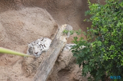 Loro Parque Teneriffa 14.11.07 - Mallorca nach Gran Canaria AIDAblu Kanaren