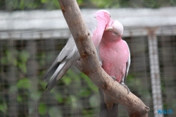 Loro Parque Teneriffa 14.11.07 - Mallorca nach Gran Canaria AIDAblu Kanaren