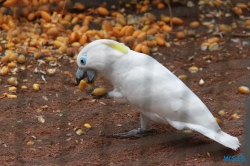 Loro Parque Teneriffa 14.11.07 - Mallorca nach Gran Canaria AIDAblu Kanaren