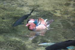 Loro Parque Teneriffa 14.11.07 - Mallorca nach Gran Canaria AIDAblu Kanaren