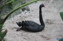 Loro Parque Teneriffa 14.11.07 - Mallorca nach Gran Canaria AIDAblu Kanaren