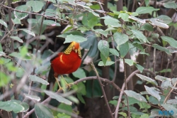 Loro Parque Teneriffa 14.11.07 - Mallorca nach Gran Canaria AIDAblu Kanaren