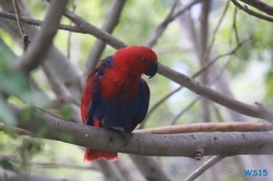 Loro Parque Teneriffa 14.11.07 - Mallorca nach Gran Canaria AIDAblu Kanaren