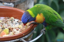 Loro Parque Teneriffa 14.11.07 - Mallorca nach Gran Canaria AIDAblu Kanaren